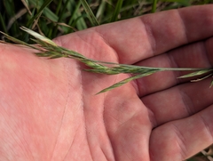Bromus catharticus, photograph author not stated, no rights reserved