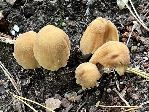 mica cap