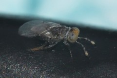 Anagyrus