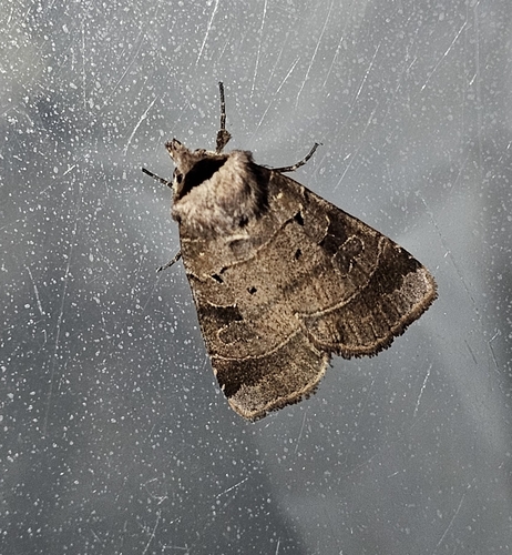 Pale-banded Dart