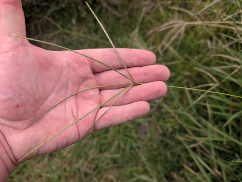 Digitaria eriantha observed 2026-09-16
