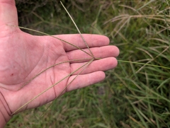 Digitaria eriantha