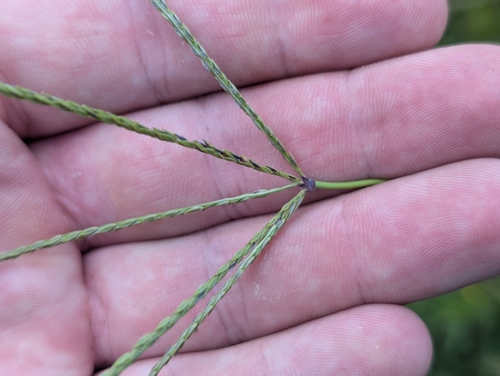 Digitaria eriantha, photograph 1
