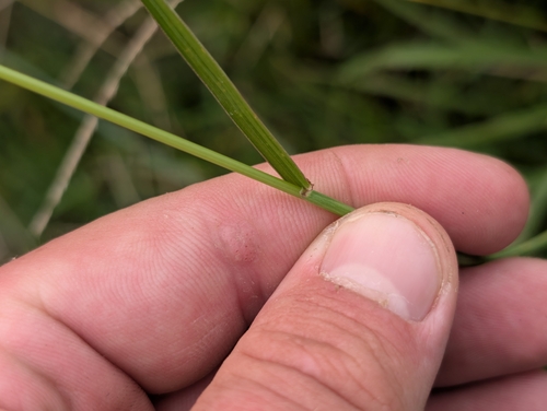 Digitaria eriantha, photograph 2