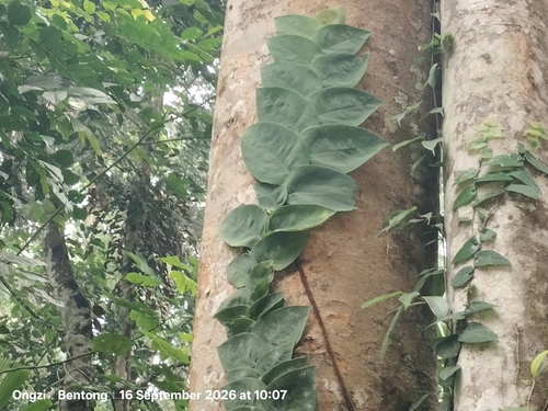 Rhaphidophora korthalsii observed 2026-09-16