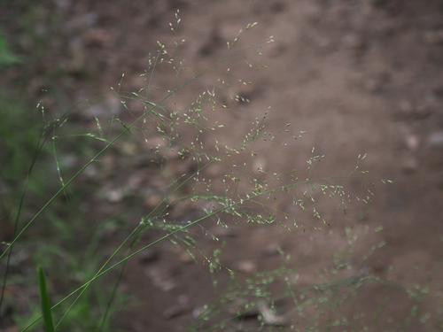 Zuloagaea bulbosa observed 2026-09-08