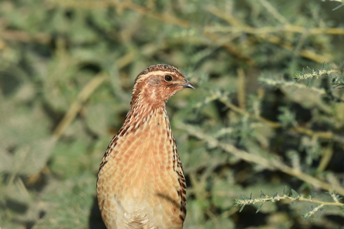 iNaturalist image