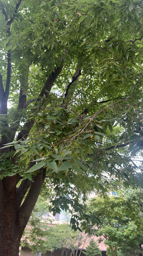Japanese zelkova