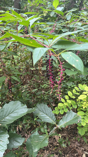 American pokeweed