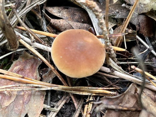 Cucumber Cap