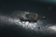 Anagyrus