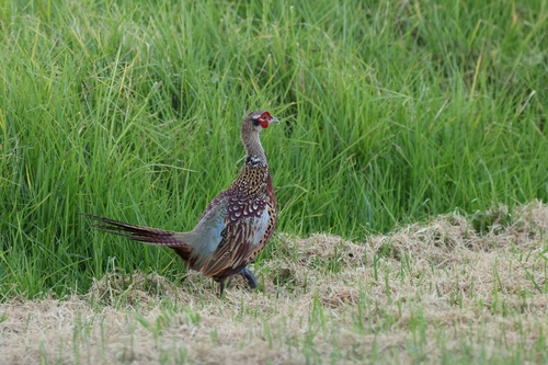 Phasianus colchicus, 2026-09-16