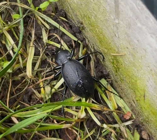 Leather Beetle