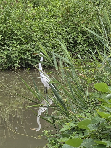 Great Egret