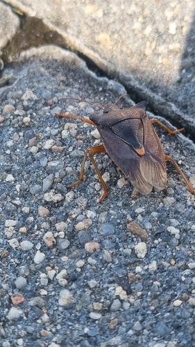 Forest Bug