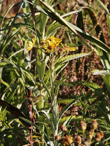 Jacobaea paludosa, photograph 5