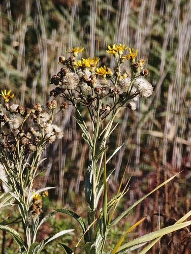 Jacobaea paludosa, photograph 6