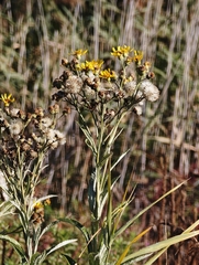Jacobaea paludosa, photograph (c) Igor Balashov, some rights reserved (CC BY)