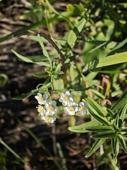 Achillea salicifolia, photograph (c) Igor Balashov, some rights reserved (CC BY)
