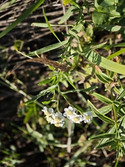 Achillea salicifolia, photograph (c) Igor Balashov, some rights reserved (CC BY)