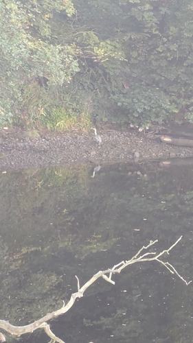Grey Heron