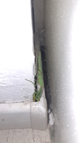 Transcaucasian Giant Mantis