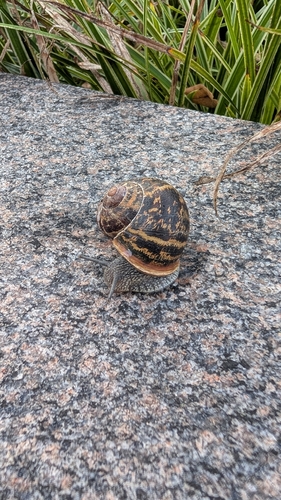 Garden Snail