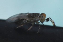Anagyrus