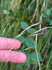 Schizachne purpurascens