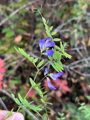 author not stated, no rights reserved Vicia americana, photograph author not stated, no rights reserved