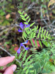 author not stated, no rights reserved Vicia americana, photograph author not stated, no rights reserved