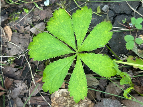 Sanicula marilandica, photograph 4