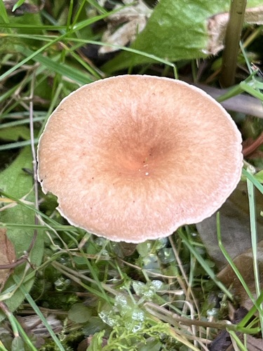 Common Funnel