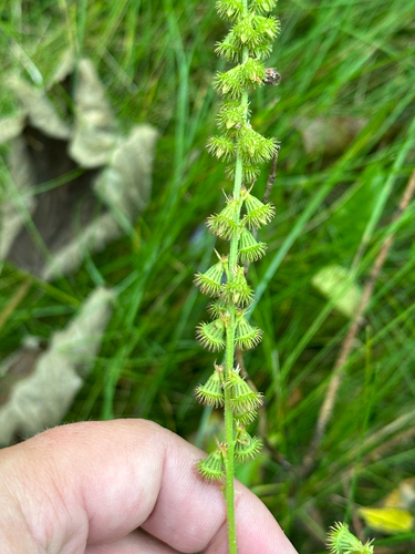 Agrimonia striata