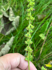 Agrimonia striata