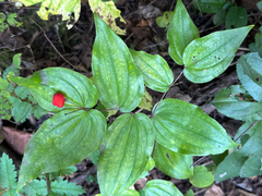 Prosartes trachycarpa, photograph author not stated, no rights reserved
