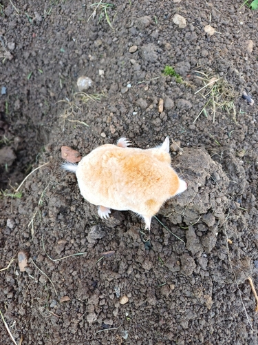 European Mole