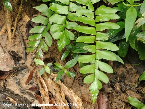 Adiantum latifolium, 2026-09-16