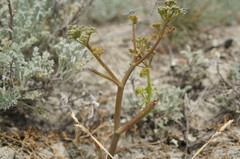 Ferula caspica