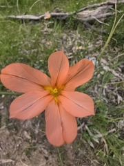 Moraea flaccida, photograph (c) herbie-hancock, some rights reserved (CC BY)