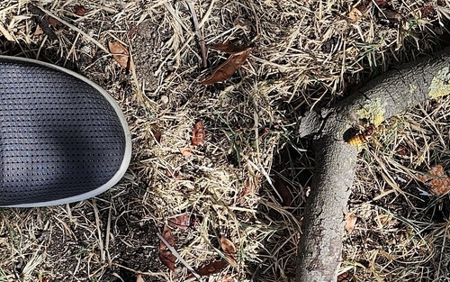 European Hornet