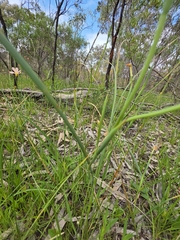 Moraea flaccida, photograph (c) herbie-hancock, some rights reserved (CC BY)