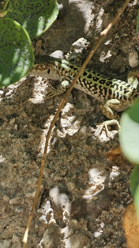 Italian Wall Lizard