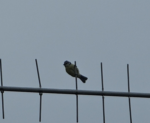 Eurasian Blue Tit