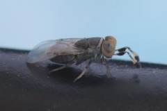 Anagyrus