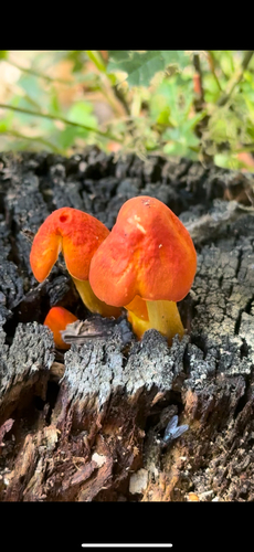 flame shield