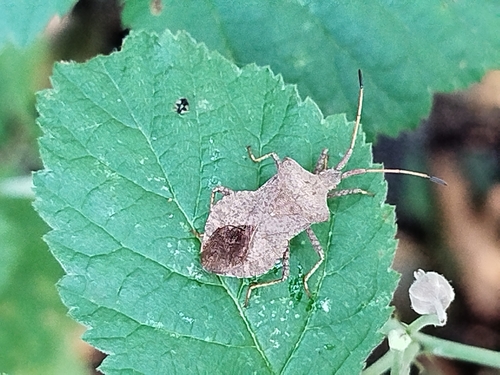 Dock Bug