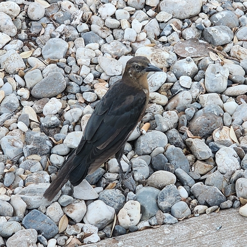 Great-tailed Grackle
