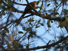 Zanclostomus javanicus