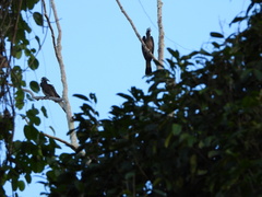 Anorrhinus galeritus